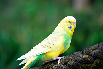 Portrait of a budgie with yellow green plumage. Bird in close-up.