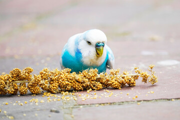 Blue and white budgie nibbling on a millet cob. Close up of a bird while eating