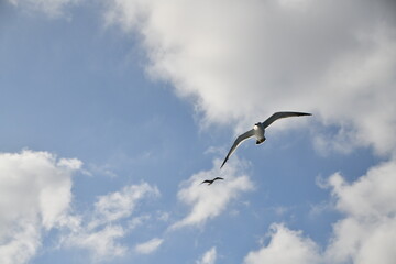 flying of  black-tailed gulls 날고 있는 괭이갈매기