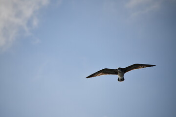 flying of  black-tailed gulls 날고 있는 괭이갈매기