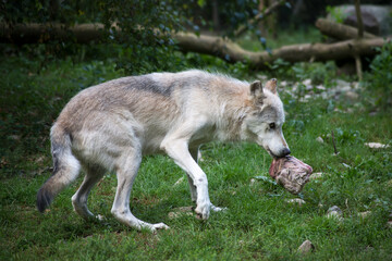 Naklejka na ściany i meble Portrait of white wolf walking in a zoologic park with a piece of meat in mouth