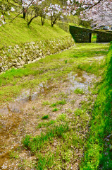 Cherry blossoms in full bloom with a castle town and green accents