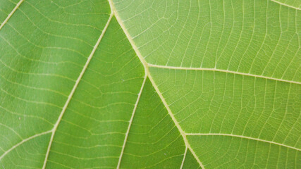 Bright Green Golden Teak Leaves Backgrounds And Textures