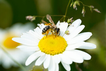 Wild bee collects nectar on a white yellow flower. Insect close up in nature