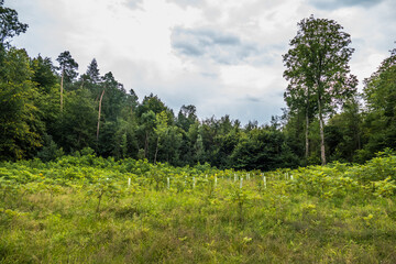 Fototapeta na wymiar Jungbäume in Wuchshüllen zur Wiederaufforstung im Mischwald
