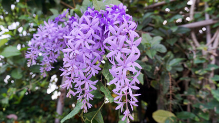 The light purple gargoyle is very beautiful in the Thai garden.