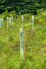 Jungbäume in Wuchshüllen zur Wiederaufforstung im Mischwald