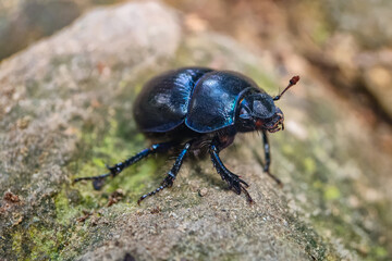blue bug walking