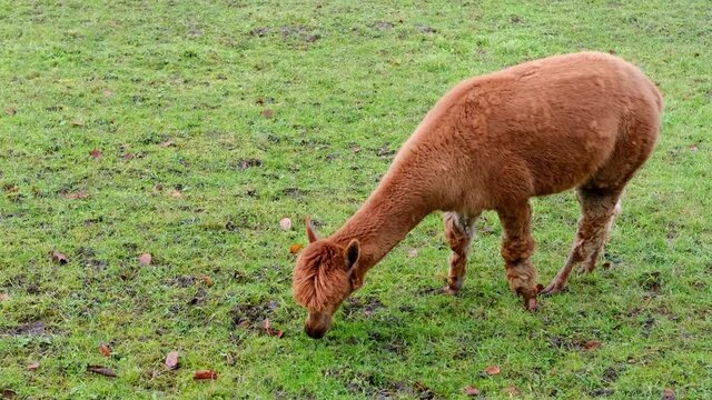 two adorable brown llama grazes on a green meadow in autumn, winter, appetizingly chews grass in pasture, concept of animal husbandry, camel wool production