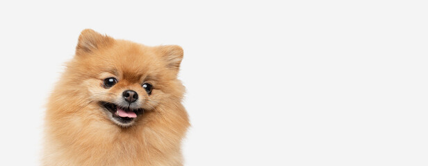 Obraz premium pomeranian dog sitting on isolated background.