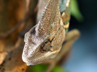 green chameleon head eye close-up view