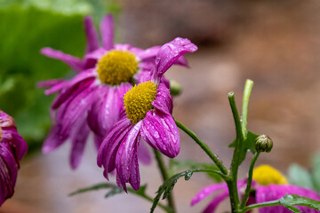 daisies with yellow centers and pink petals in summer