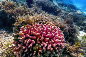 Hood coral, smooth cauliflower coral (Stylophora pistillata) Underwater - obrazy, fototapety, plakaty