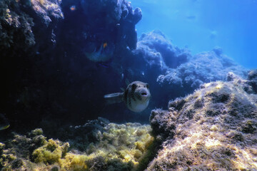 White-spotted puffer Underwater (Arothron hispidus)