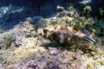 White-spotted puffer Underwater (Arothron hispidus)