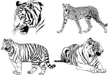 vector drawings sketches different predator , tigers lions cheetahs and leopards are drawn in ink by hand , objects with no background