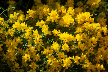 spartium junceum also called rush broom in full bloom with yellow golden pea-like flowers