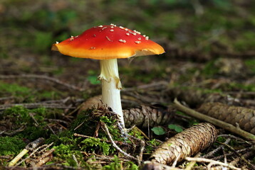 Beautiful toadstool with pine cones in forest