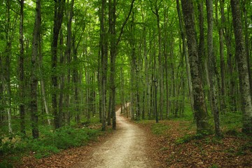Fototapeta premium A beautiful forest path in the national park Plitvice Lakes in Croatia