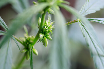 Cannabis male flowers buds closeup.