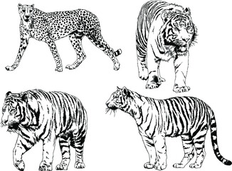 vector drawings sketches different predator , tigers lions cheetahs and leopards are drawn in ink by hand , objects with no background