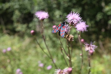Fototapeta premium Beautiful butterflies sit on flowers and drink nectar