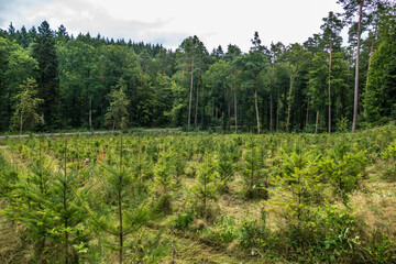 Wiederaufforstung nach Kahlschlag im Mischwald