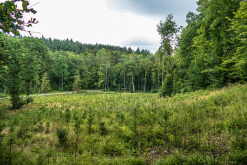 Fototapeta premium Wiederaufforstung nach Kahlschlag im Mischwald