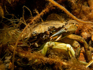 A close-up picture of a crab among seaweed. Picture from The Sound, between Sweden and Denmark