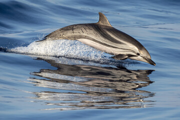 striped dolphin jumpin © Andrea Izzotti