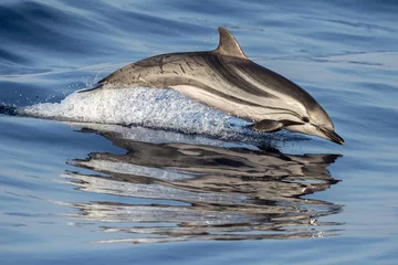 Foto op Canvas striped dolphin jumpin © Andrea Izzotti