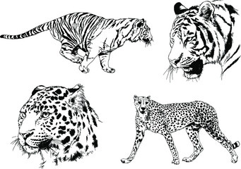 vector drawings sketches different predator , tigers lions cheetahs and leopards are drawn in ink by hand , objects with no background