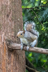 adult gray squirrel high up in a tree looking around