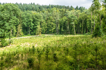 Fototapeta premium Wiederaufforstung nach Kahlschlag im Mischwald