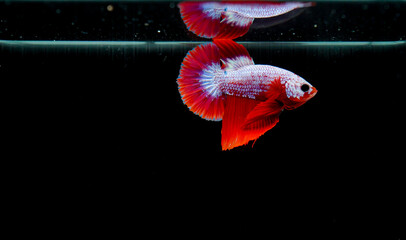 Blackground, marbled betta, red, white