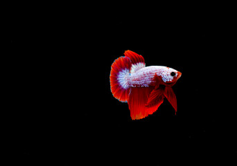 Blackground, marbled betta, red, white