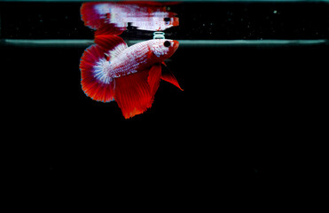 Blackground, marbled betta, red, white