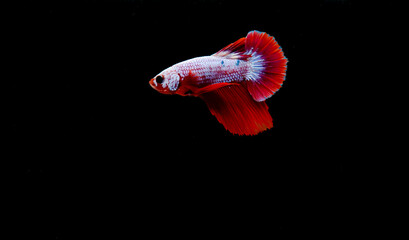 Blackground, marbled betta, red, white