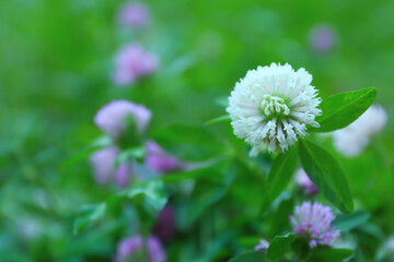 Beautiful white clover flower on blurred background, closeup. Space for text