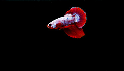 Blackground, marbled betta, red, white