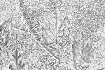 Beautiful leaves pattern,texture stamp on cement floor,dry leaves stamp