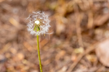 dandelion seed puffs growing wild in spring