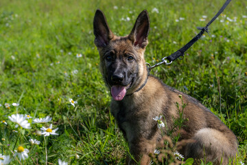 Dog portrait of an eleven weeks old German Shepherd puppy in green grass