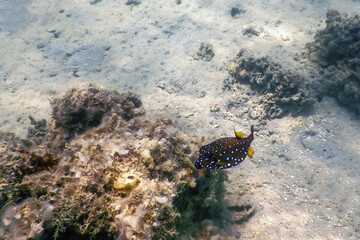 Yellow boxfish (Ostracion cubicus) Underwater