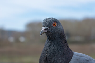 Young blue pigeon in the city autumn park close-up