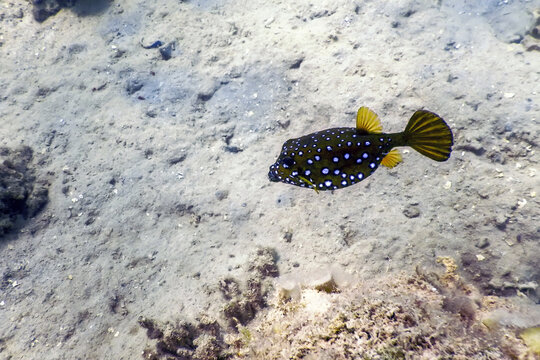 Yellow boxfish (Ostracion cubicus) Underwater