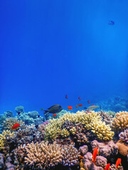 Underwater view of the coral reef, Tropical waters