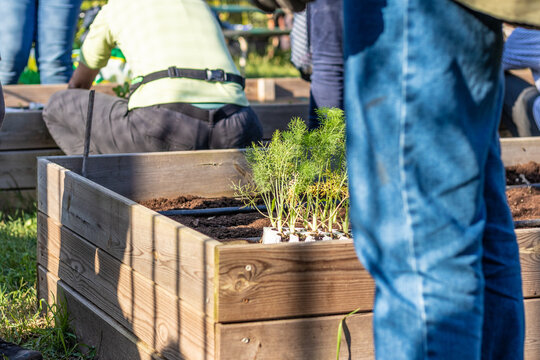 Urban farming, a city farm in Europe. Close-up shot of person gardening on a clear sunny day. Sustainable lifestyle, climate change concept.