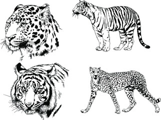 vector drawings sketches different predator , tigers lions cheetahs and leopards are drawn in ink by hand , objects with no background