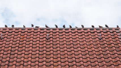 Young starlings sitting on the roof of a house; Junge Stare sitzen auf dem Dach eines Hauses